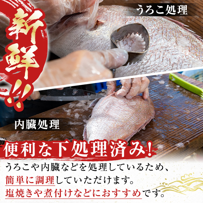 i861 ＜下処理済・加熱用＞おまかせ鮮魚BOX(約2〜3kg程度・3〜6種類) 【出水はやし】