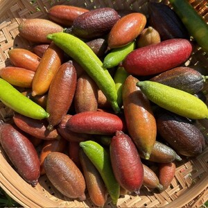 新感覚つぶつぶ食感！フィンガーライム　150ｇ（約8～15本）フルーツ 果物 国産 柑橘 フルーツキャビア 森のキャビア デザート 希少 鈴園 愛知県 常滑市