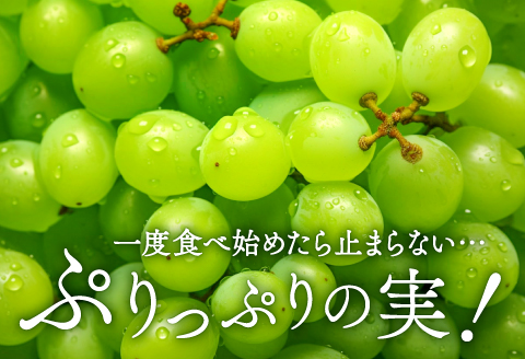 B-542 【先行予約】 シャインマスカット 2房【ぶどう シャインマスカット 種なし 先行予約 しゃいんますかっと 2房 たねなし 皮ごと 大粒 期間限定 季節限定】