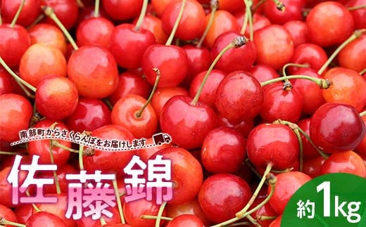 
            さくらんぼ 佐藤錦 約1kg (バラ詰め) 《西塚農園》 サクランボ チェリー 果物 くだもの フルーツ 夏果実 桜桃 高級 贈答 ギフト F21U-317
          