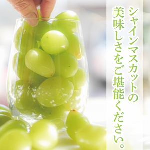 【9月より順次発送】【数量限定】訳あり バラ粒 箱込み1kg シャインマスカット【茨城県共通返礼品／かすみがうら市】【茨城県 水戸市 果物 くだもの フルーツ ブドウ ぶどう 葡萄 マスカット シャイ