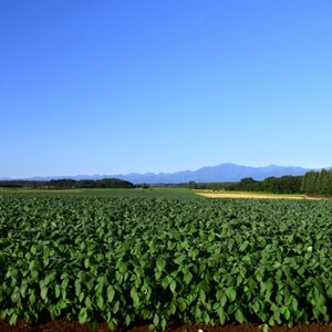 十勝豊頃産小豆1.6㎏（エリモショウズ）【2026年秋出荷】（先行受付）［松崎農場］