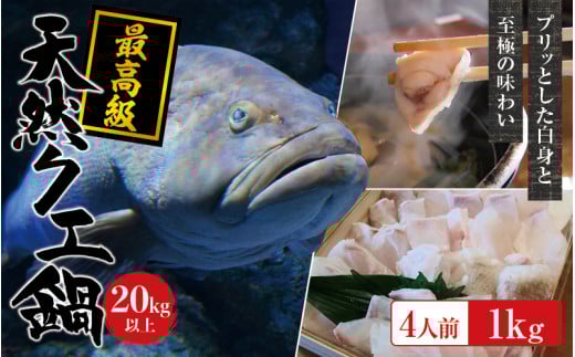 【冷蔵】天然 最高級クエ 20kg 以上  クエ鍋セット 4人前(250g×4) 【2025年11月下旬から2026年2月下旬までに順次発送致します。】 / 高級 海鮮 お魚 魚  くえ鍋 クエ鍋 くえ くえ天然 冷蔵 海産物【tkw012-1】