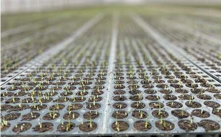 6-008-010　新米・増毛町産ななつぼし 5kg（10月～発送）【前野ファーム】