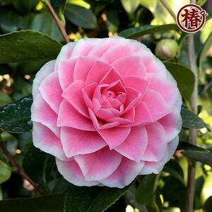椿　新花「まほろば」5号鉢開花見込み苗
