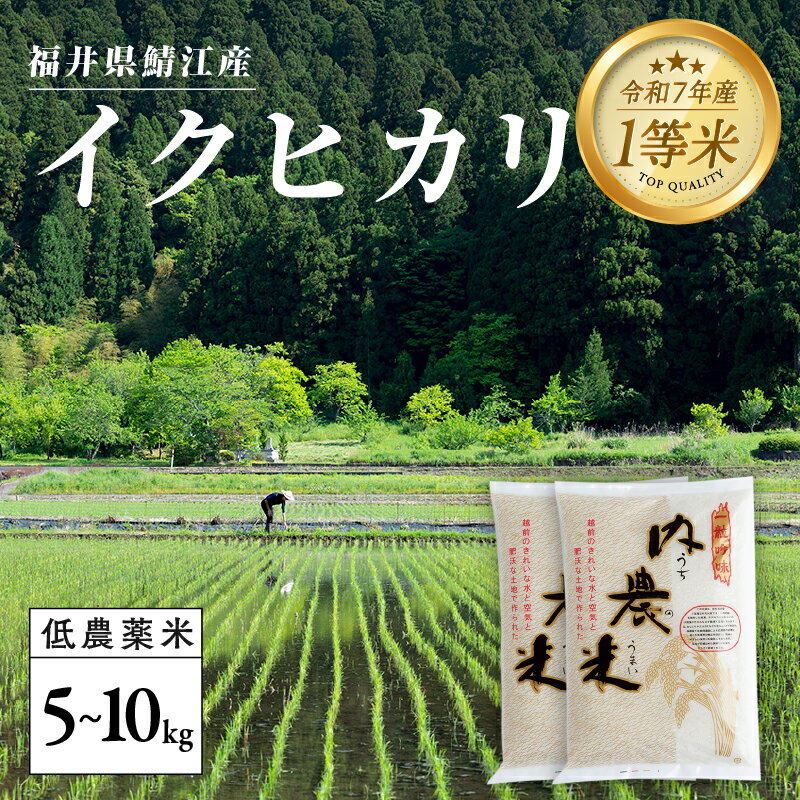 【ふるさと納税】【令和7年産新米！】福井県産 内農米 イクヒカリ 5kg / 10kg ［C-00512］/ 白米 精米 ご飯 コメ ごはん ライス 産地直送 鯖江市
