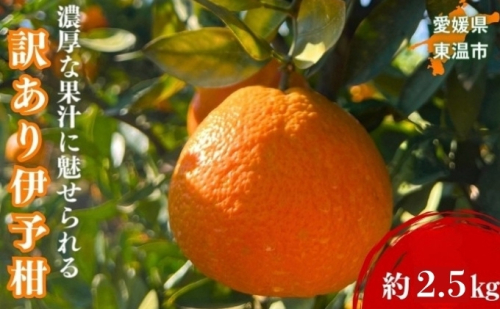 訳あり伊予柑 約2.5kg 東温市産 サイズお任せ 今が旬 農園直送 みかん 人気 数量限定 先行予約 柑橘 蜜柑 ミカン 愛媛みかん かんきつ 国産 愛媛県 産地直送 フルーツ 果物 くだもの 甘い 2.5キロ箱 大粒 果実