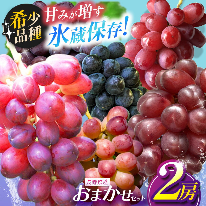 【ふるさと納税】【2026年2月まで発送してます♪♪】【甘みが増す完熟 氷蔵保存】 訳あり おまかせ♪希少品種 2房セット | 果物 くだもの フルーツ 葡萄 ぶどう ブドウ 希少 マイハート BKシードレス 富士の輝き クイーンルージュ® 我が道 コトピー 長野県 塩尻市
