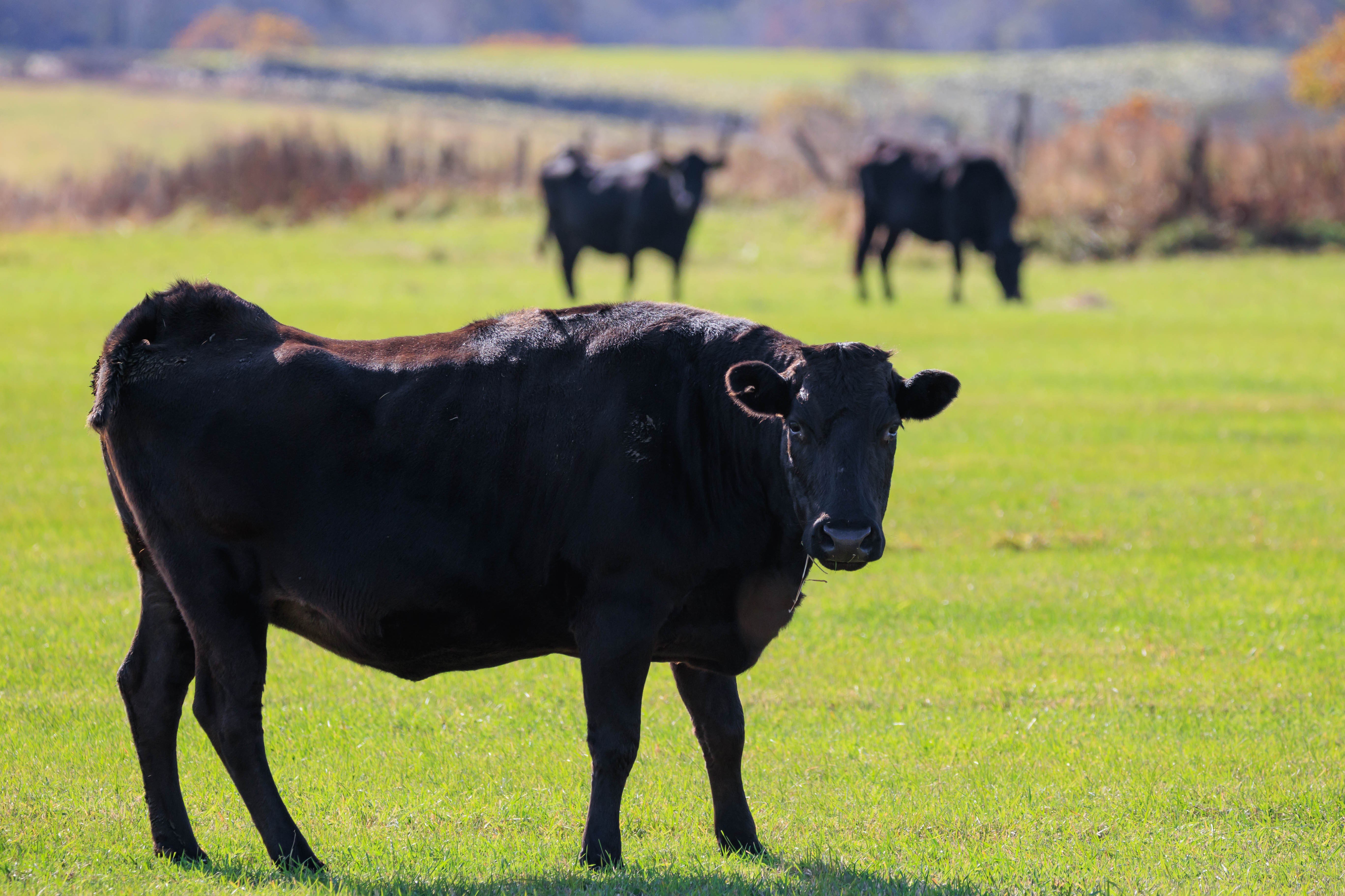 牛肉 【山口宇部牛】黒毛和牛Ａ５ランク宇部牛バラ肉＜１ｋｇ＞ 牛肉 ぎゅうにく ギュウニク 宇部牛 肉 にく お肉 ぎゅう肉
