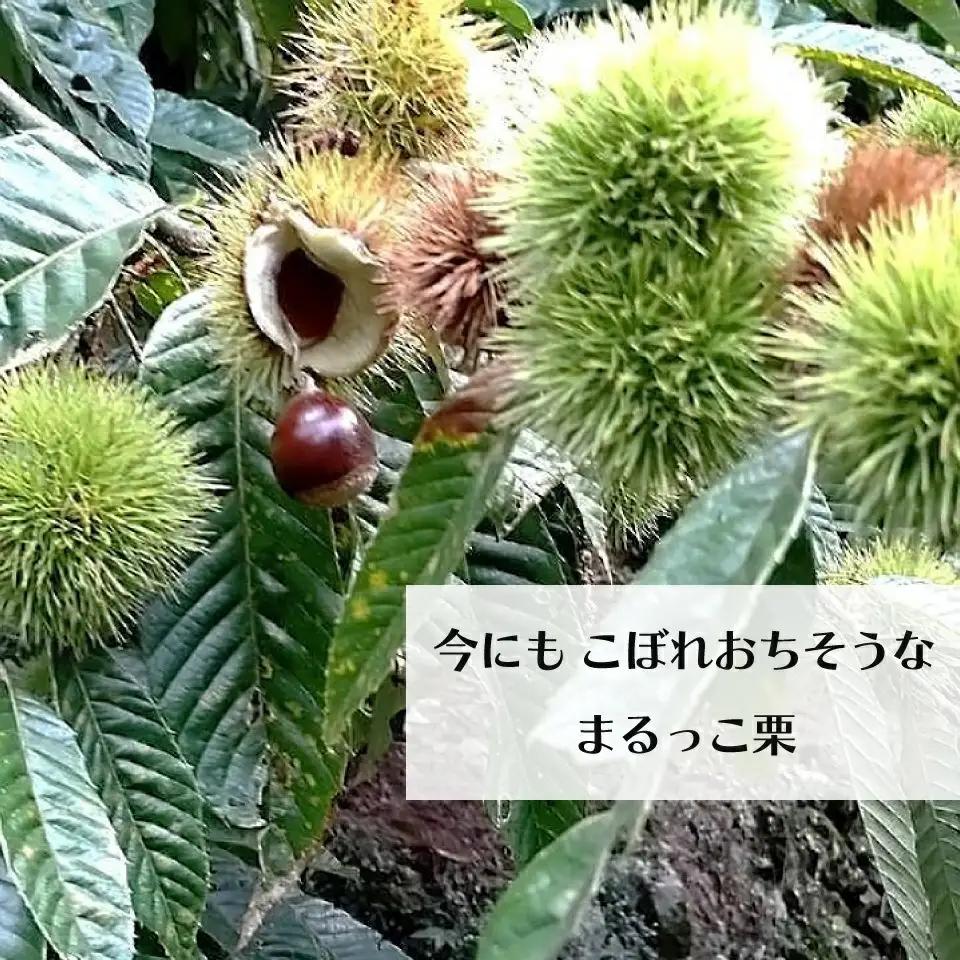 【ふるさと納税】＜まるっこ栗 秀品 夢甘栗 （約1kg）＞生栗 くり 和栗 国産 クリ【冷蔵】先行受付 おすすめ 旬 高知県 佐川町 仁淀川流域夢甘栗生産者組合 くり蔵 1つのイガに1粒のみ 希少　＜