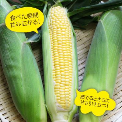 ふるさと納税 糸島市 大人気!!果物みたいに極甘早朝収穫とうもろこしLサイズ(300g)×5本/ウラタ農園[ALI004] |  | 02