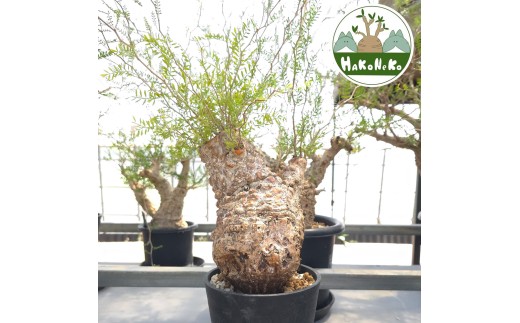 オペルクリカリア・パキプス「塊根植物の王様」(発根管理済) Z2｜観葉植物 コーデックス 盆栽 鉢植え インテリア ハコネコ [0588]