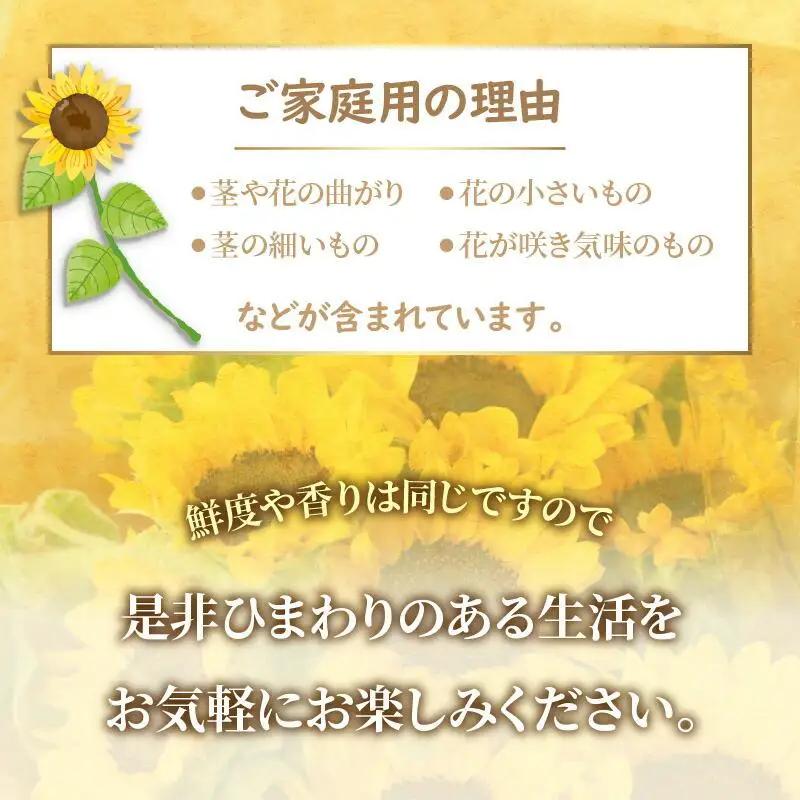 ご家庭用　ヒマワリ切花【2026年6月中旬～2026年9月下旬配送】