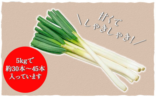 ★先行予約★【2026年12月発送開始予定】千葉県大網白里市産　長ネギ　L～2Lサイズ　5㎏（約30本～45本）AV001