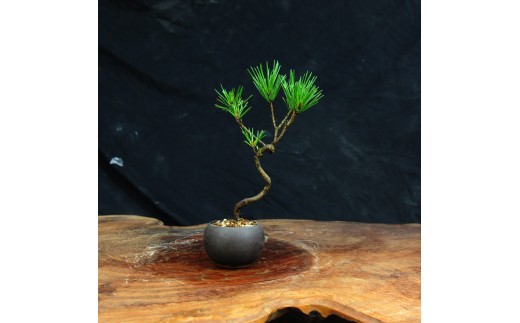 赤石の泉 黒松（鉢植え） S-38