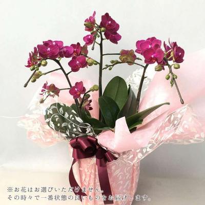 ふるさと納税 糸島市 【全6回定期便】胡蝶蘭 お楽しみ定期便(お祝い/開店祝い/就任祝い) はざま園芸 [AND003] |  | 01