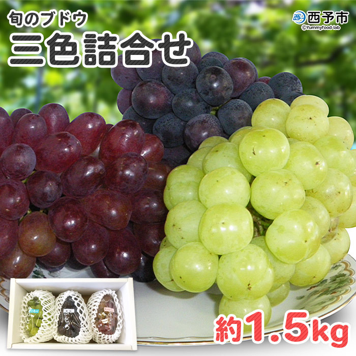 
            予約受付＜旬のブドウ 三色詰合せ 約1.5kg＞ 果物 フルーツ ぶどう 葡萄 3種類 セット 詰め合わせ つめあわせ 食べ比べ お楽しみ 期間限定 季節限定 食べて応援 特産品 愛媛県 西予市【冷蔵】『2025年8月中旬～8月下旬迄に順次出荷予定』
          