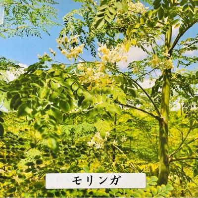 ふるさと納税 飯塚市 モリンガ和紅茶・ほうじ茶・お煎茶 3種 |  | 03