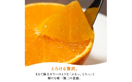 【先行受付】ゼリーのような食感！「媛一まどんな」約1.3kg入【28-47】_みかん ミカン  まどんな マドンナ 柑橘 柑橘類 フルーツ 果物 くだもの 人気 美味しい 愛媛県 八幡浜 ふるさと Y
