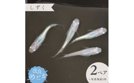 【しずく】美しき改良めだか（２ペア+死着保証１匹）