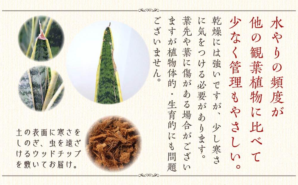 【観葉植物】サンスベリア 7号 ホワイト陶器鉢 Gタイプ 高さ:約70～ 90cm 土の表面：ウッドチップ ｜観葉植物 インテリア 部屋 おしゃれ 福岡県筑前町 送料無料