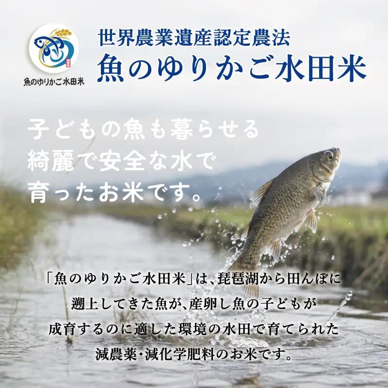 【令和8年産】 新米 きらみずき 白米 10kg 環境こだわり栽培 ひこにゃん米 有機米 魚のゆりかご水田 菜の花米 精米 ごはん ご飯 おにぎり 有機 令和8年 R8年 発送 滋賀 彦根