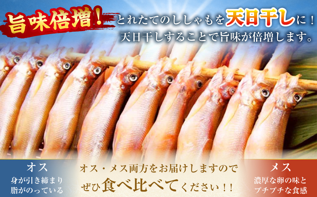 【オスメス食べ比べ】北海道産・ししゃもセット ふるさと納税 ししゃも