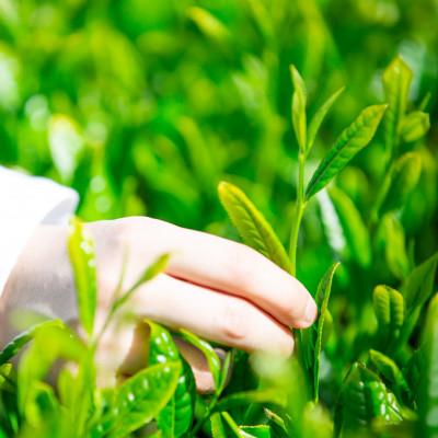 ふるさと納税 掛川市 新茶 掛川市奨励品種さえみどり50g×2本 日本茶AWARD受賞茶園のお茶 静岡県掛川市 茶農家直送 |  | 01