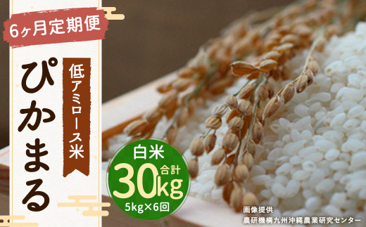 
【6ヶ月定期便】 低アミロース米 ぴかまる 5kg 白米 計30kg 単一原料米 お米 福岡県産
