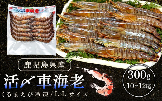 
            活き〆冷凍車海老　300g（LLサイズ）10～12尾入り【エビ えび 海老 車海老 くるまえび クルマエビ 冷凍 活き 新鮮 急速冷凍 海産物 天ぷら 塩焼 バーベキュー 国産 ギフト 真空パック 真空 養殖 九州産 鹿児島県 種子島 中種子町 ふるさと納税 送料無料 BF002】
          