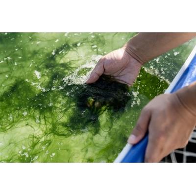 ふるさと納税 西予市 <打ち抜き海水で育てた「すじ青のり」　粉末　3g×5パック>　磯　お好み焼き　焼きそば　たこ焼き |  | 02