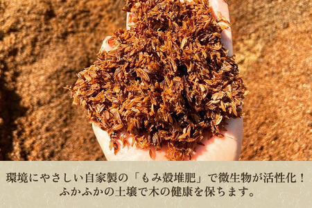 【2026年先行予約】新潟県産 和梨 幸水 3Kg（7〜11玉）《8月中旬以降発送》こうすい 梨工房みつば会