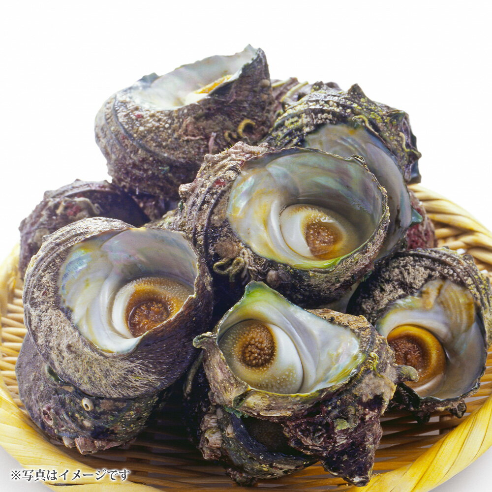 【ふるさと納税】【先行予約】 加熱用 サザエ 約1kg さざえ 貝 貝類 海鮮 海産物 冷蔵 調理用 海の幸 ワタ 肝 きも 大阪府産 大阪府 阪南市 送料無料【2026年1月上旬-3月上旬発送予定】