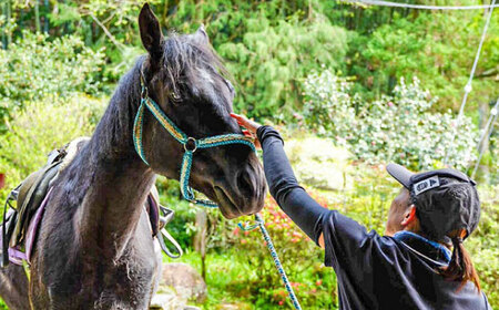 乗馬体験券（ふれあい、30分程度の乗馬）1名分 チケット 馬 岐阜 恵那市 / ベルの家[AUCN001]