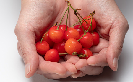 山形さくらんぼ (祝)栽培150周年記念！佐藤錦 360g（180g×2パック） L玉 数量限定！【令和8年産先行予約】FS25-061