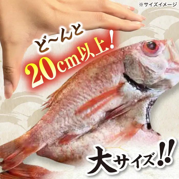 のどぐろ一夜干し2尾 400g級使用「天日ほしもん屋」 のどぐろ 干物 [ALCJ001] 