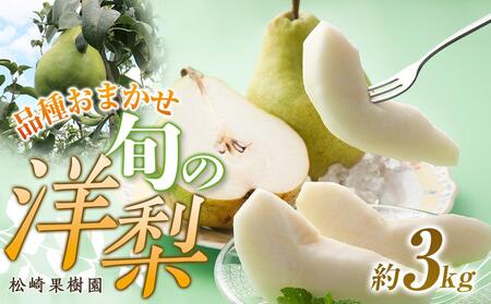【松崎果樹園】品種おまかせ旬の洋梨 約3kg【旬のフルーツ 果物 旬の洋梨 新鮮洋梨 洋梨 梨 なし 梨 】