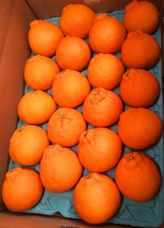 紀州有田産不知火(しらぬひ) 約５kg［2026年2月中旬以降発送］［先行予約］［UT40］