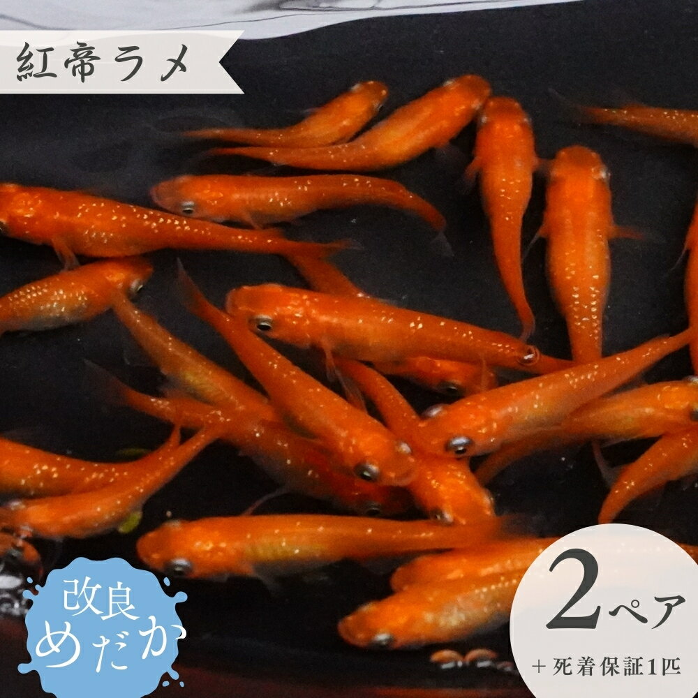 【ふるさと納税】改良めだか ［ 紅帝ラメ ］(2ペア＋死着保証1匹） めだか メダカ めだか屋らん メダカ飼育 めだか飼育 観賞用