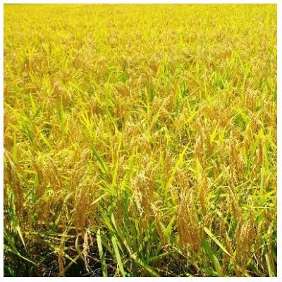 ふるさと納税 四万十町 7年産樽井商店の仁井田米　[ヒノヒカリ]　精米　5kg |  | 02