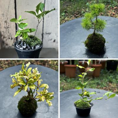 ふるさと納税 酒田市 【3ヵ月毎定期便】苔玉と和BONSAIの定期便 「苔ボン4」全4回 |  | 03