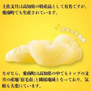 【先行予約】【訳あり】【発送:2027年3月上旬～なくなり次第】土佐文旦 こだまくん 6kg 文旦