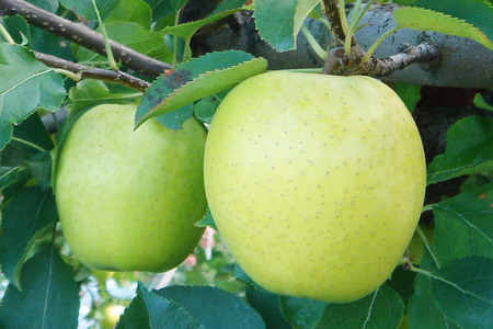 【レビューキャンペーン】りんごジュース プレミアムストレートジュース【林檎王国】1000ml×6本 紙パック ゴールド農園 かめあし商店