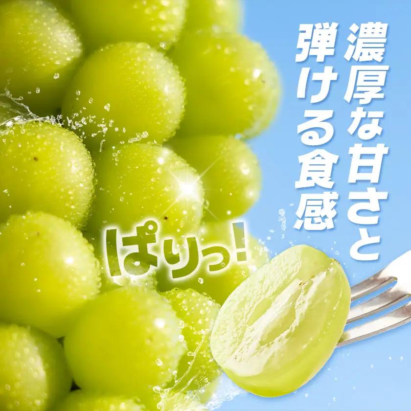 シャインマスカット 2kg じっちゃんのかじゅえん《8月上旬-9月下旬頃出荷》