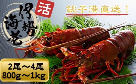 活 伊勢海老 数量限定 約800g～1kg 天然 銚子港水揚げ イセエビ 海老 えび 刺身 ボイル バーベキュー アウトドア エビフライ 人気 高級 おススメ 新鮮 海鮮 贈答 プレゼント ギフト お取り寄せ グルメ お祝い 千葉県 銚子市 網中昭商店 発送時期：8月～9月頃 