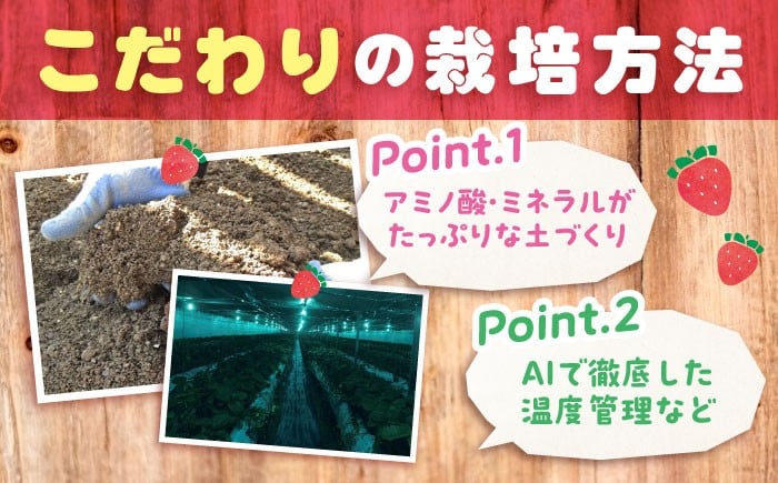 「紅ほっぺ」専門のいちご農園がお届け いちご 苺 イチゴ 果物 フルーツ 