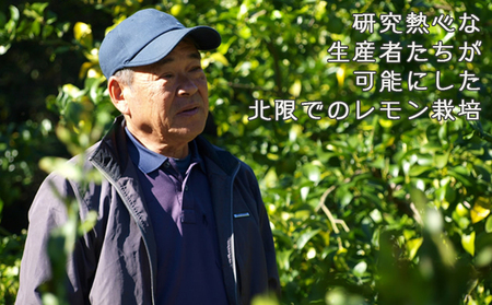 《12月発送》【皮まで食べられる】海と太陽のレモン【訳あり品-優品-】５kg（約40個）　[0011-0058]