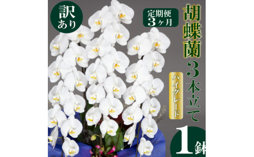 母の日 ギフト 花 人気 【定期便3ヶ月】【訳あり】胡蝶蘭 3本立て 白 ハイグレード お祝い プレゼント 贈答 贈り物 須崎洋蘭園 SY40000