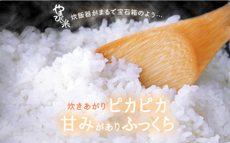 米 令和6年産 コシヒカリ（特別栽培米）5kg 新庄やまびこ米（白米） [m23-a007]