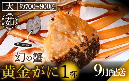 黄金ガニ（大サイズ） × 1杯 「ズワイガニと紅ズワイガニのあいのこ」幻のカニを浜茹ででお届け！【9月発送分】【黄金がに カニ 姿 ボイル 冷蔵 福井県】希望日指定可 備考欄に希望日をご記入ください [e22-x005_09]